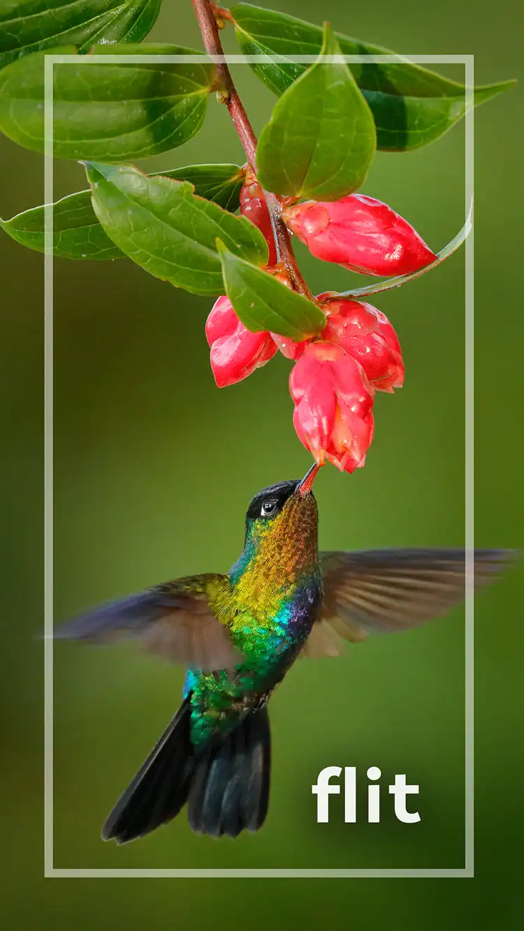 One Word Impact  Flit