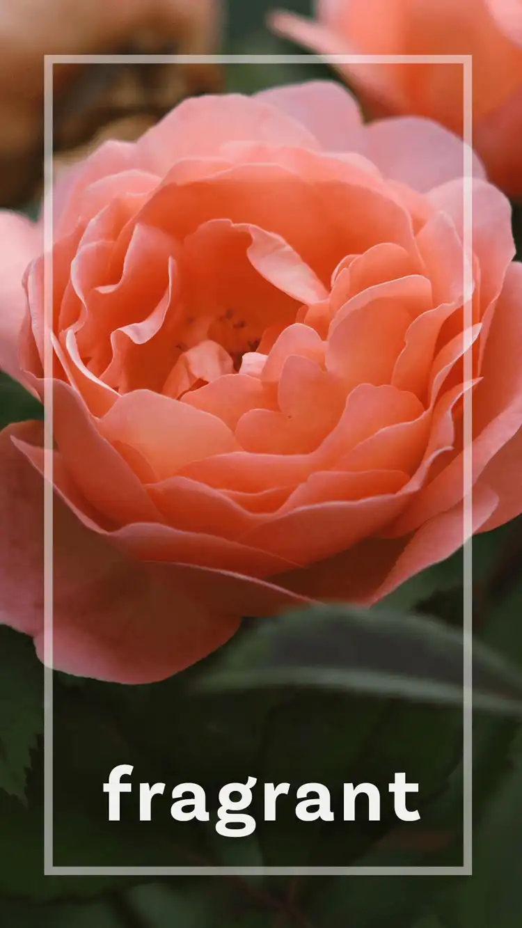 One Word Impact  Fragrant