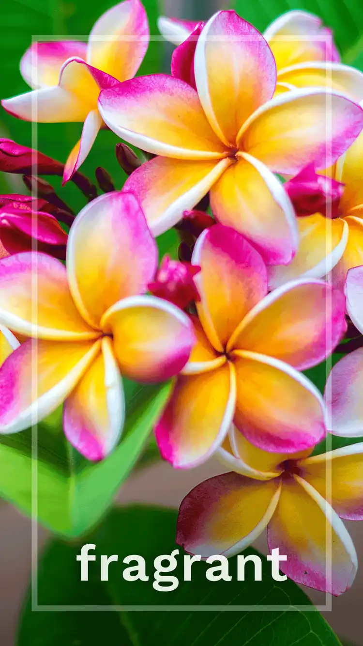 One Word Impact  Fragrant