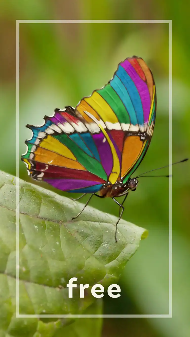 One Word Impact  Free