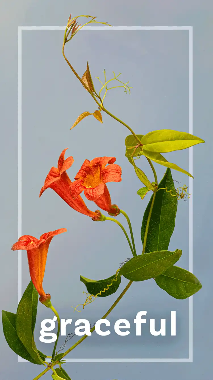 One Word Impact  Graceful