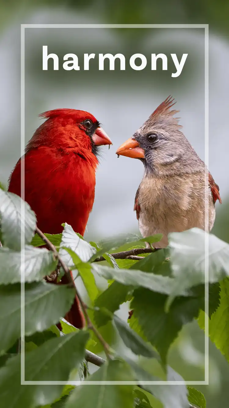 One Word Impact  Harmony