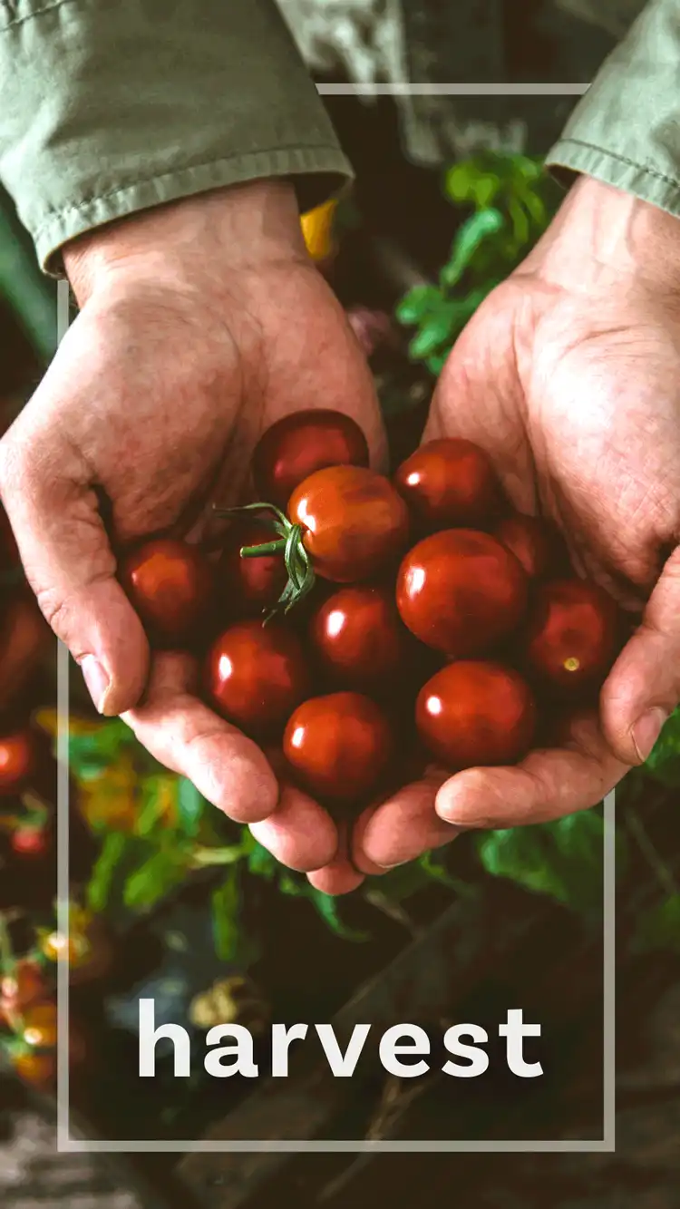 One Word Impact  Harvest