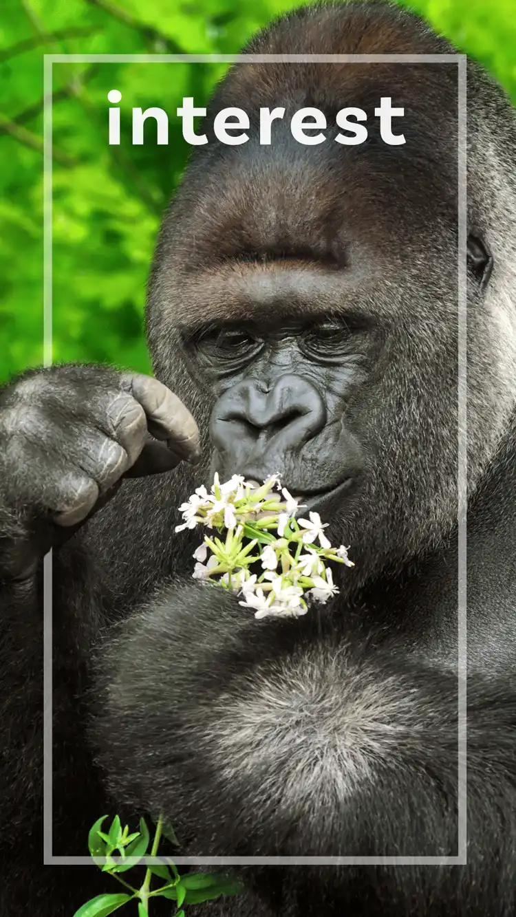 One Word Impact  Interest