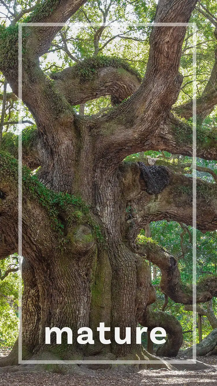 One Word Impact  Mature