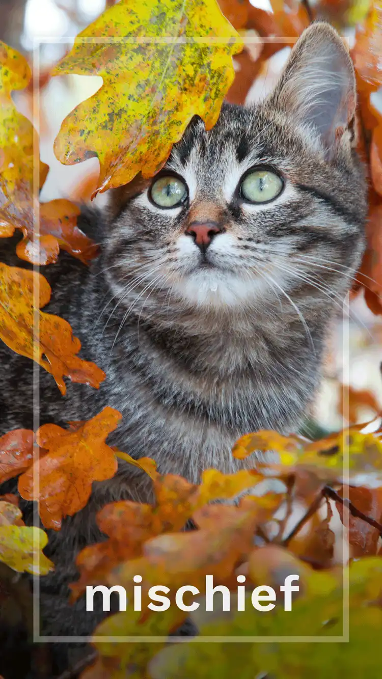 One Word Impact  Mischief