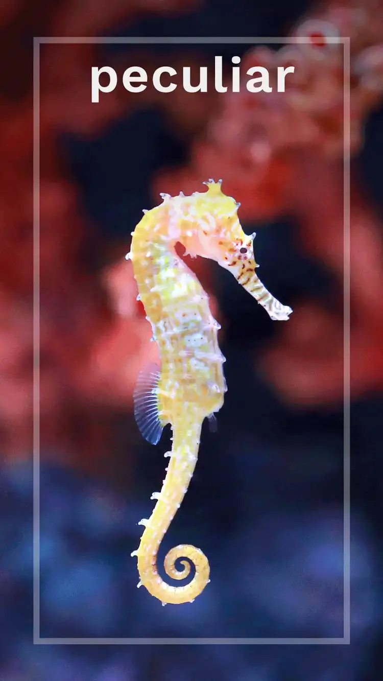 One Word Impact  Peculiar