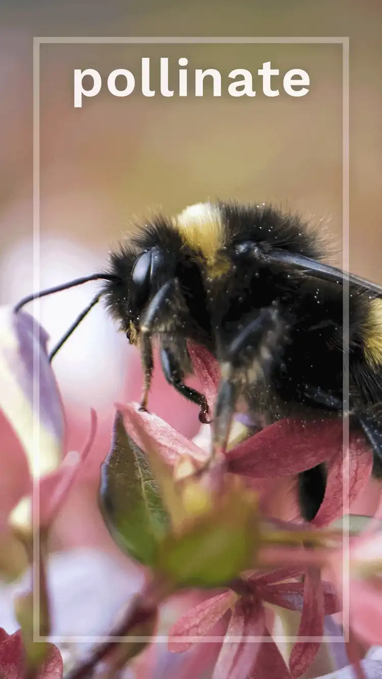 One Word Impact  Pollinate