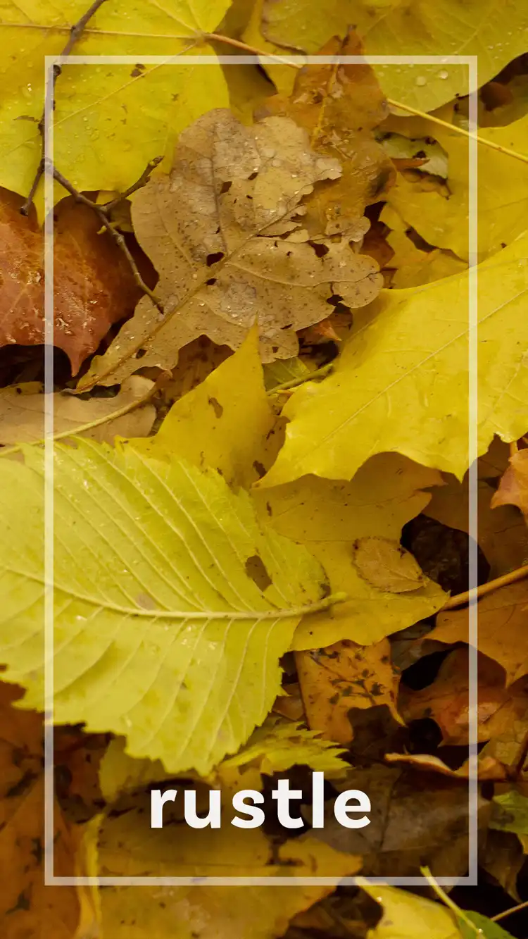 One Word Impact  Rustle