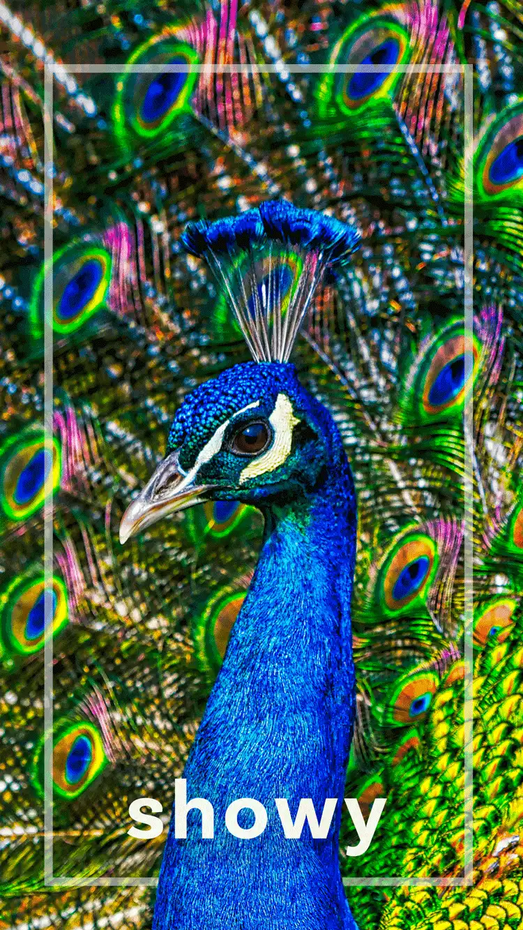 One Word Impact  Showy