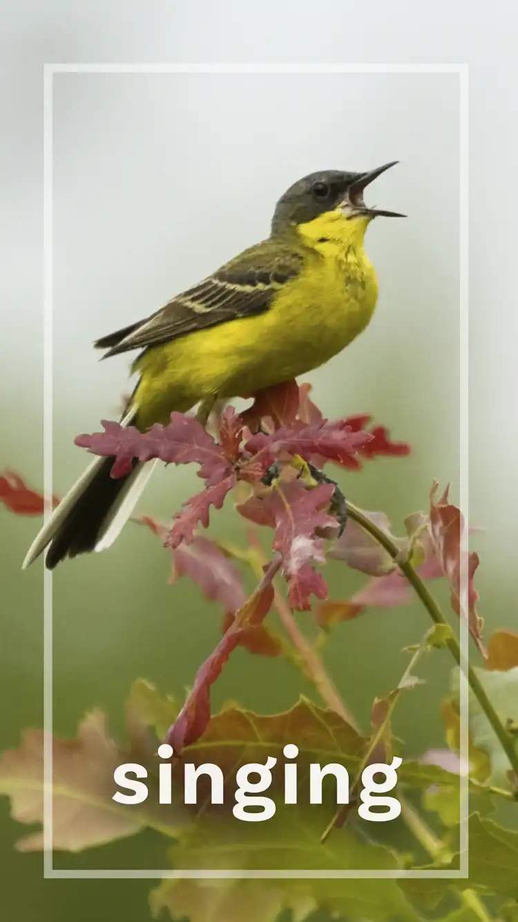 One Word Impact  Singing