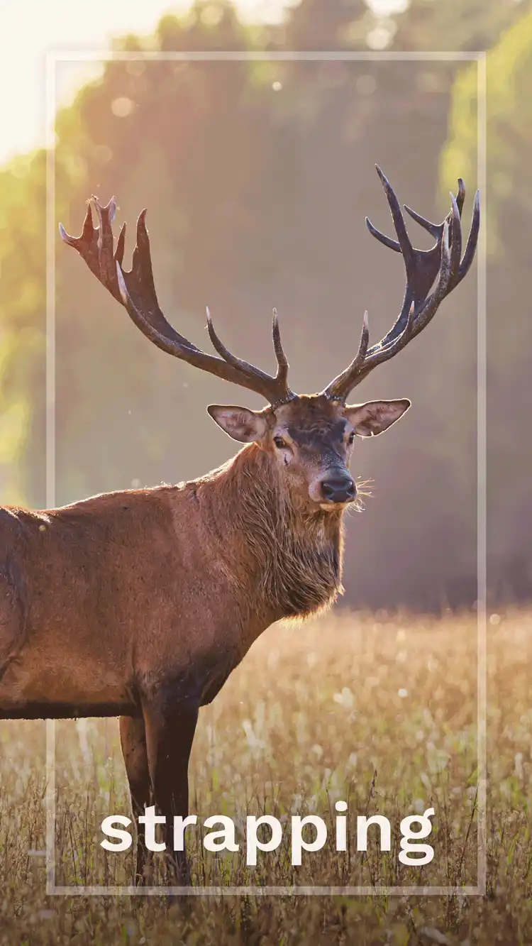 One Word Impact  Strapping