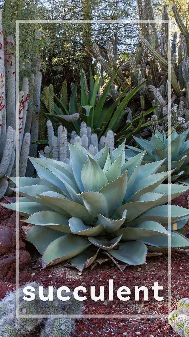 One Word Impact  Succulent
