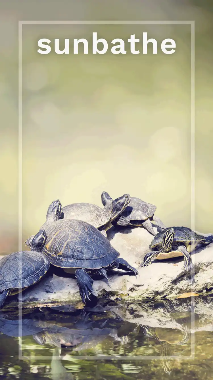 One Word Impact  Sunbathe