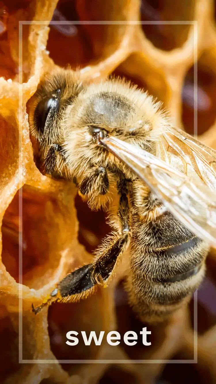 One Word Impact  Sweet