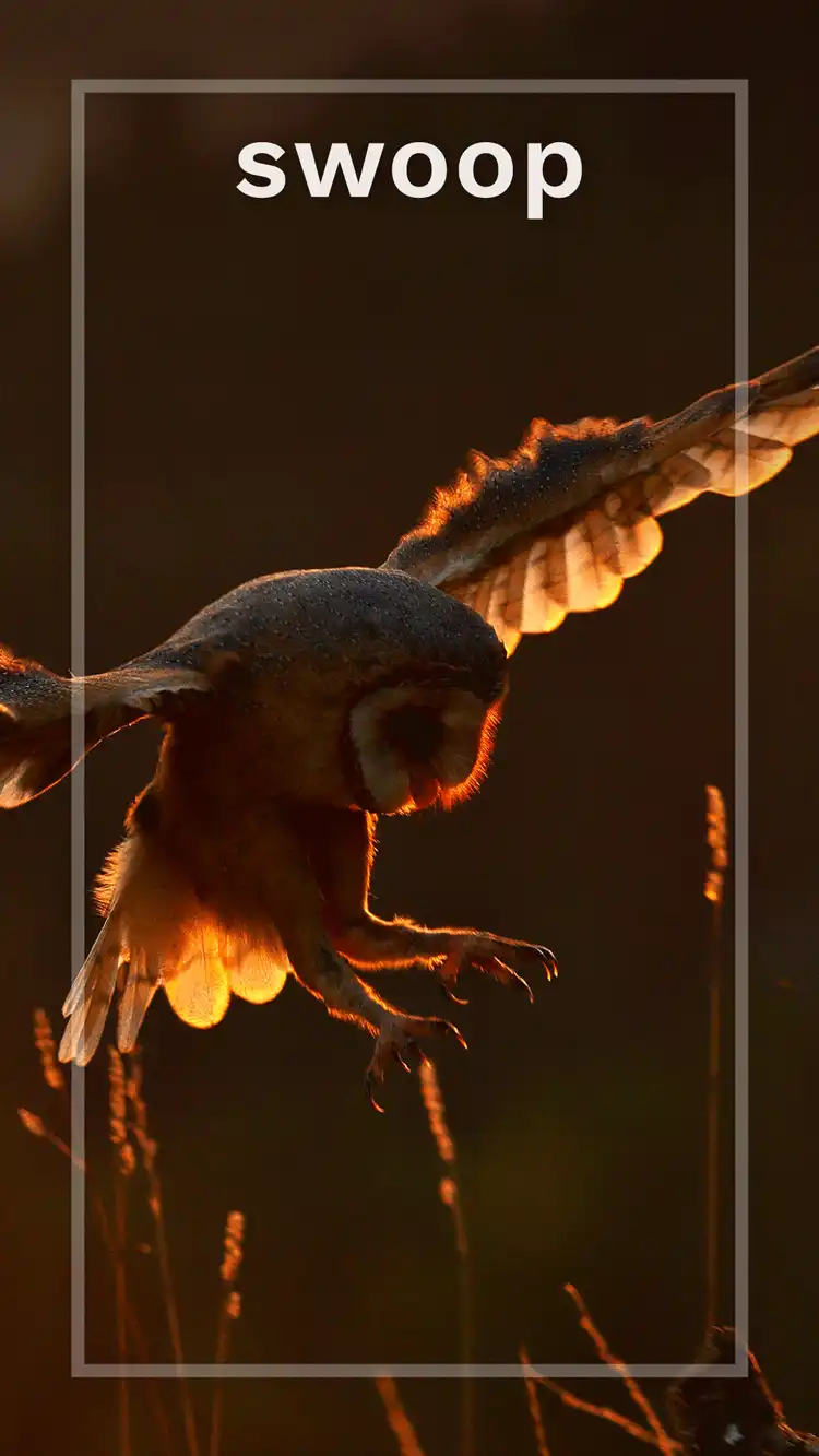 One Word Impact  Swoop