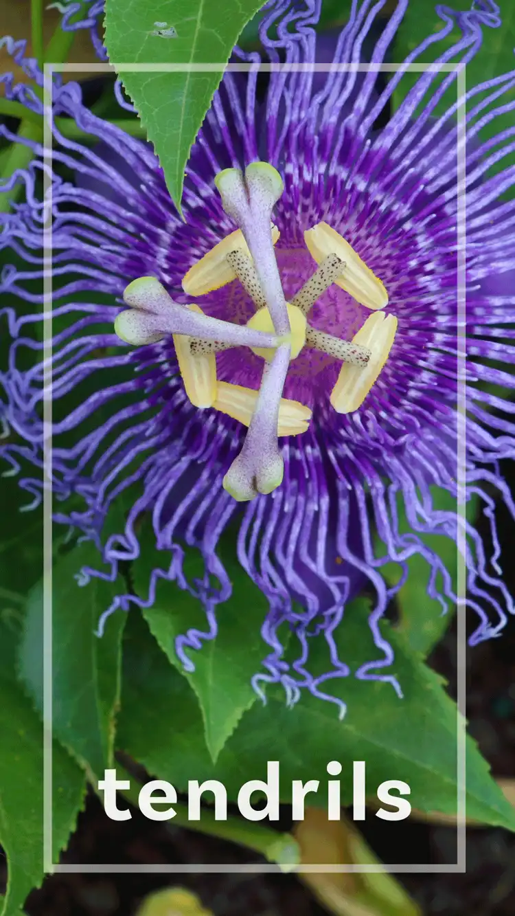 One Word Impact  Tendrils