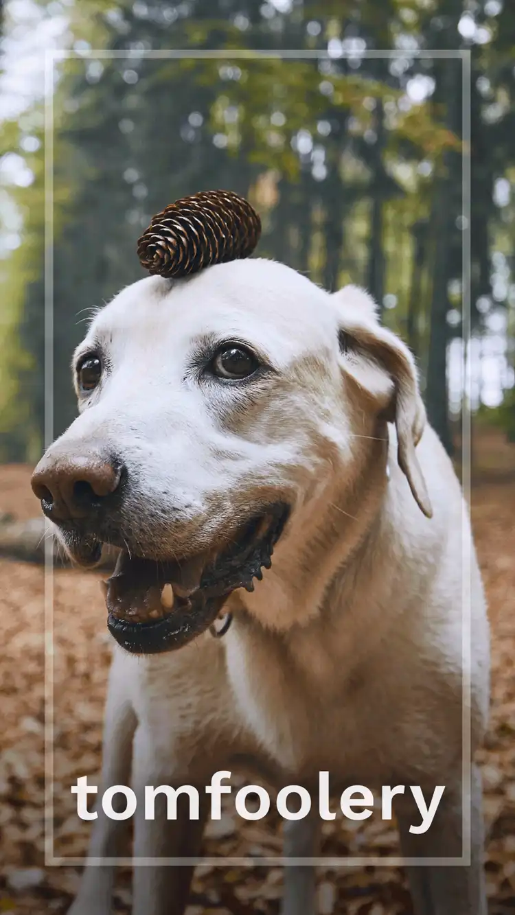 One Word Impact  Tomfoolery