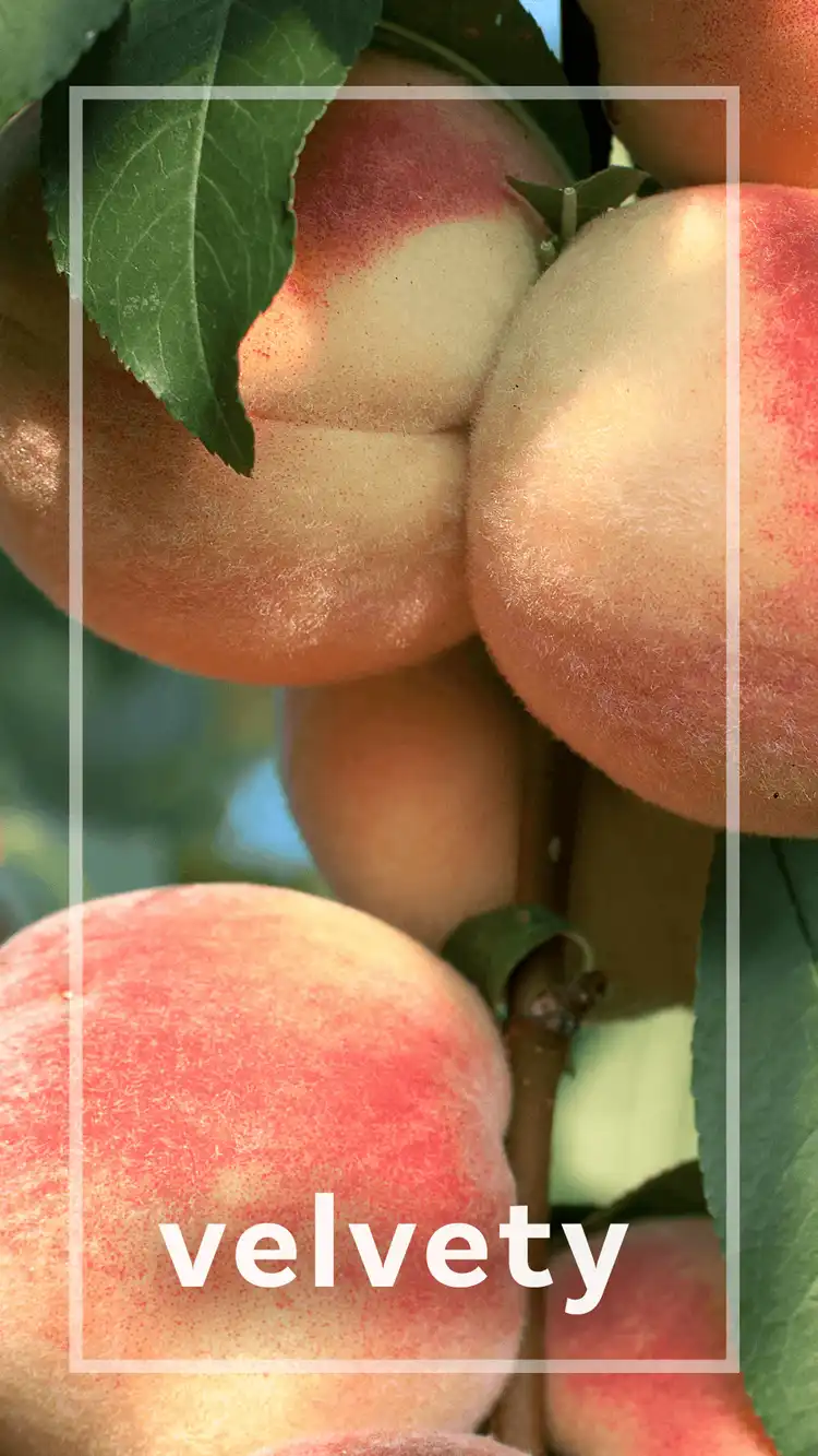 One Word Impact  Velvety
