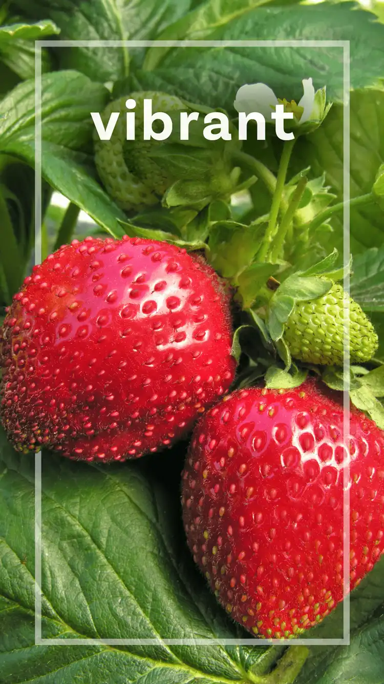 One Word Impact  Vibrant