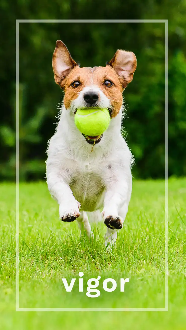 One Word Impact  Vigor