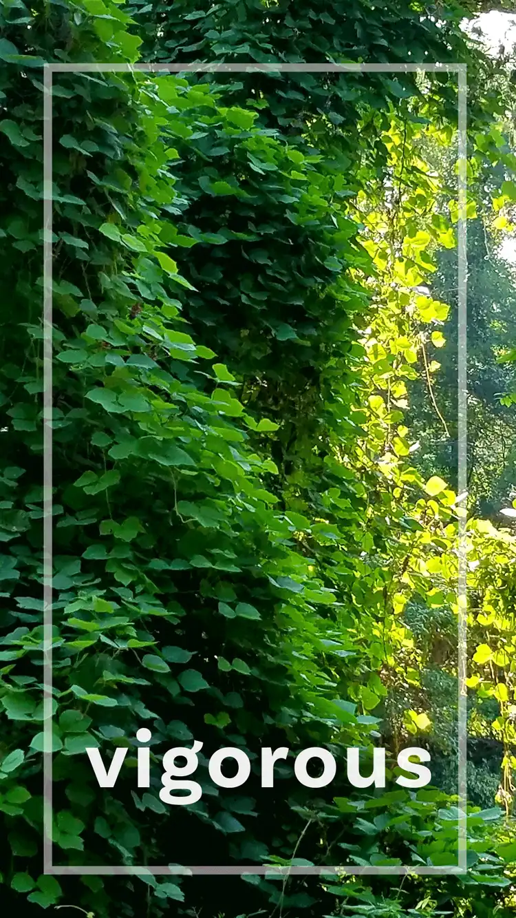 One Word Impact  Vigorous