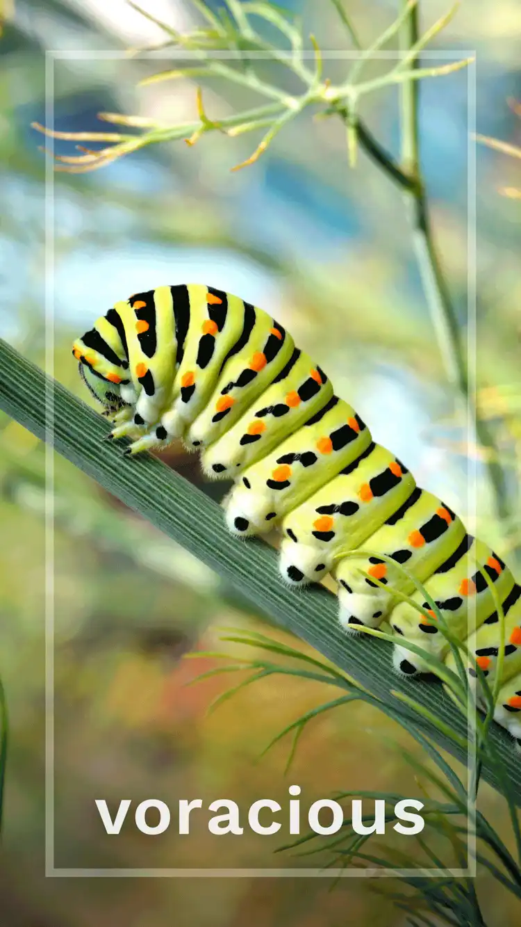 One Word Impact  Voracious