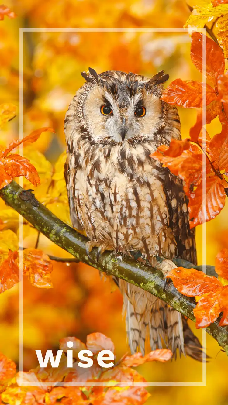 One Word Impact  Wise