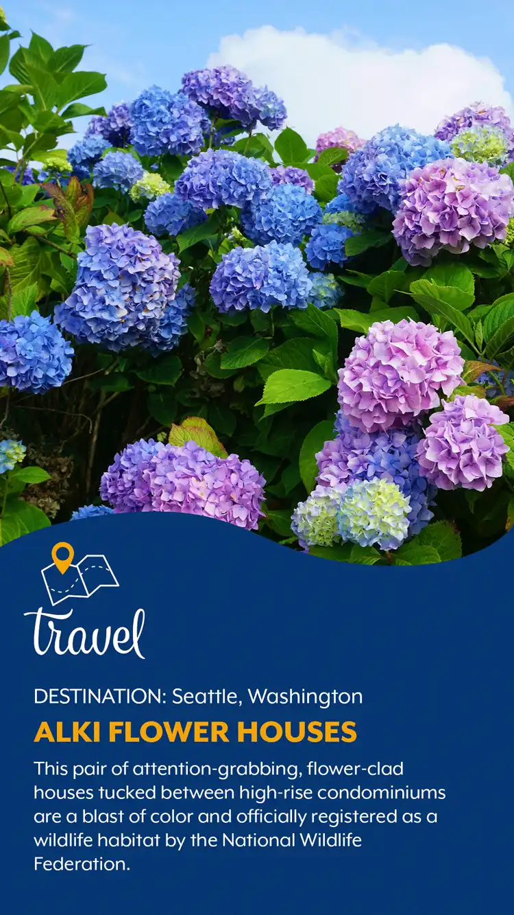Travel  Alki Flower House
