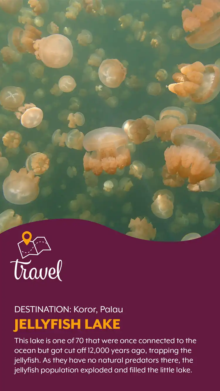 Travel  Jellyfish Lake