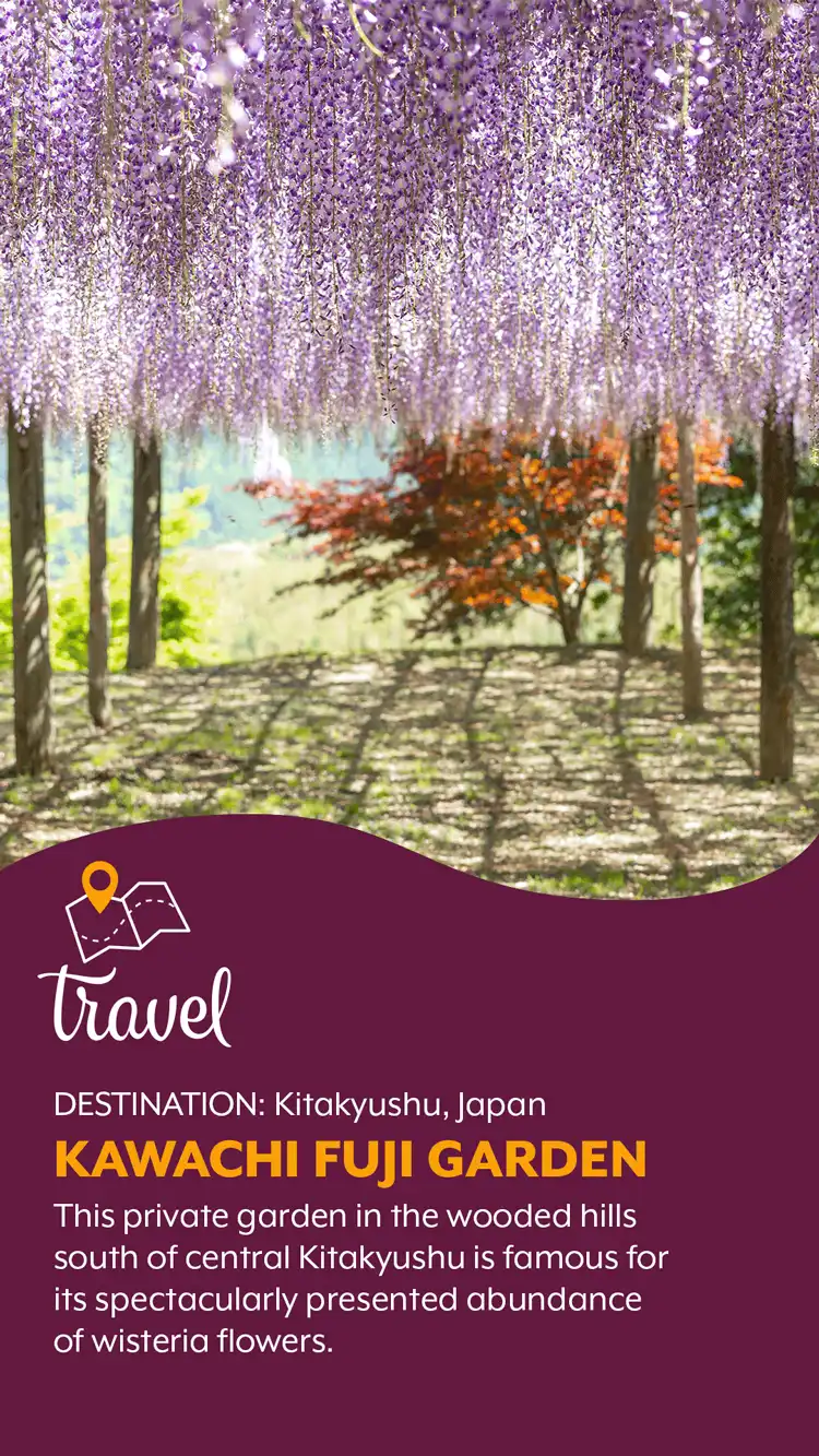 Travel  Kawachi Fuji Garden