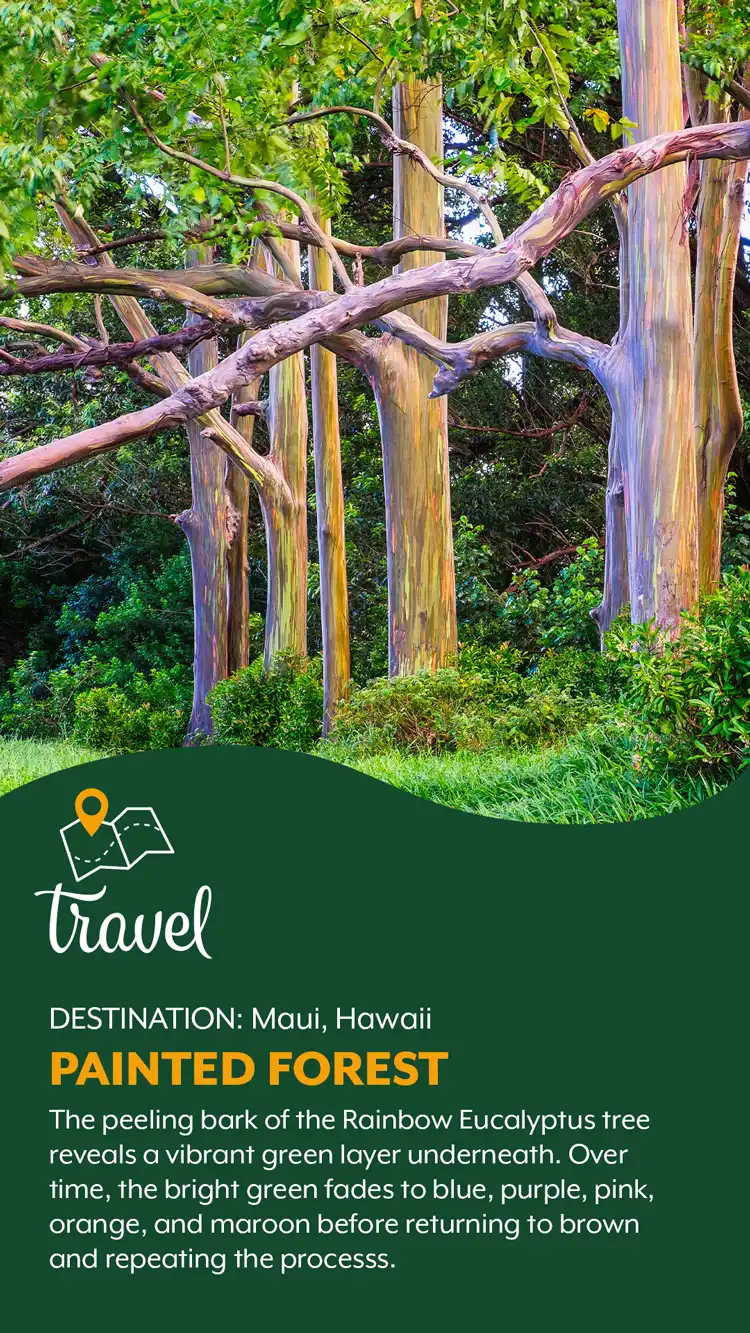 Travel  Painted Forest