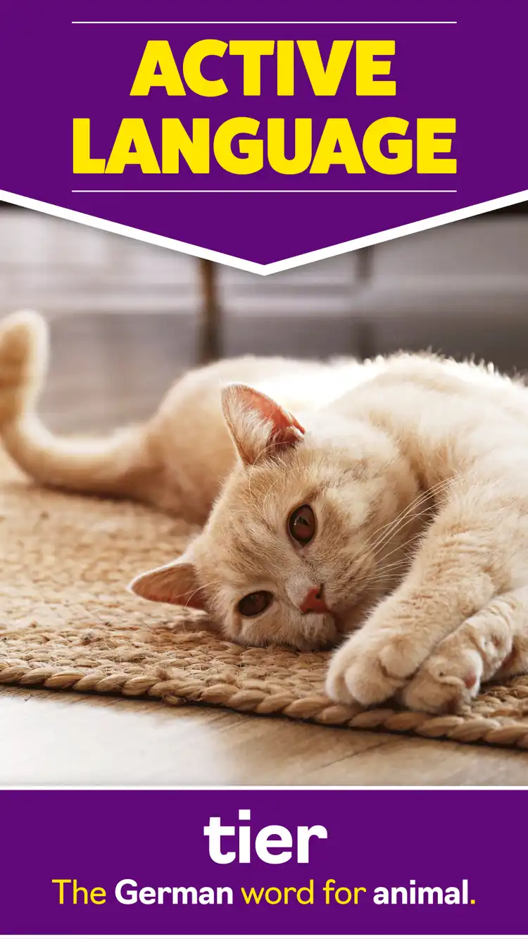 Language Learning  Animal