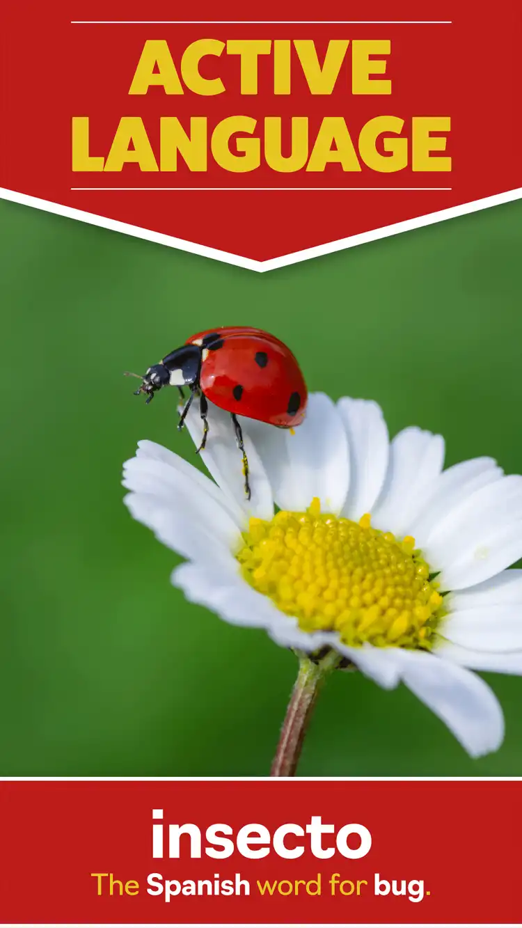 Language Learning  Bug