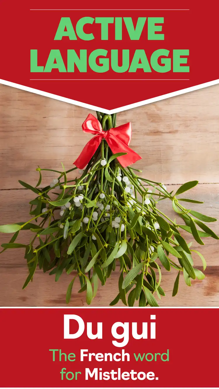 Language Learning  Du Gui Mistletoe