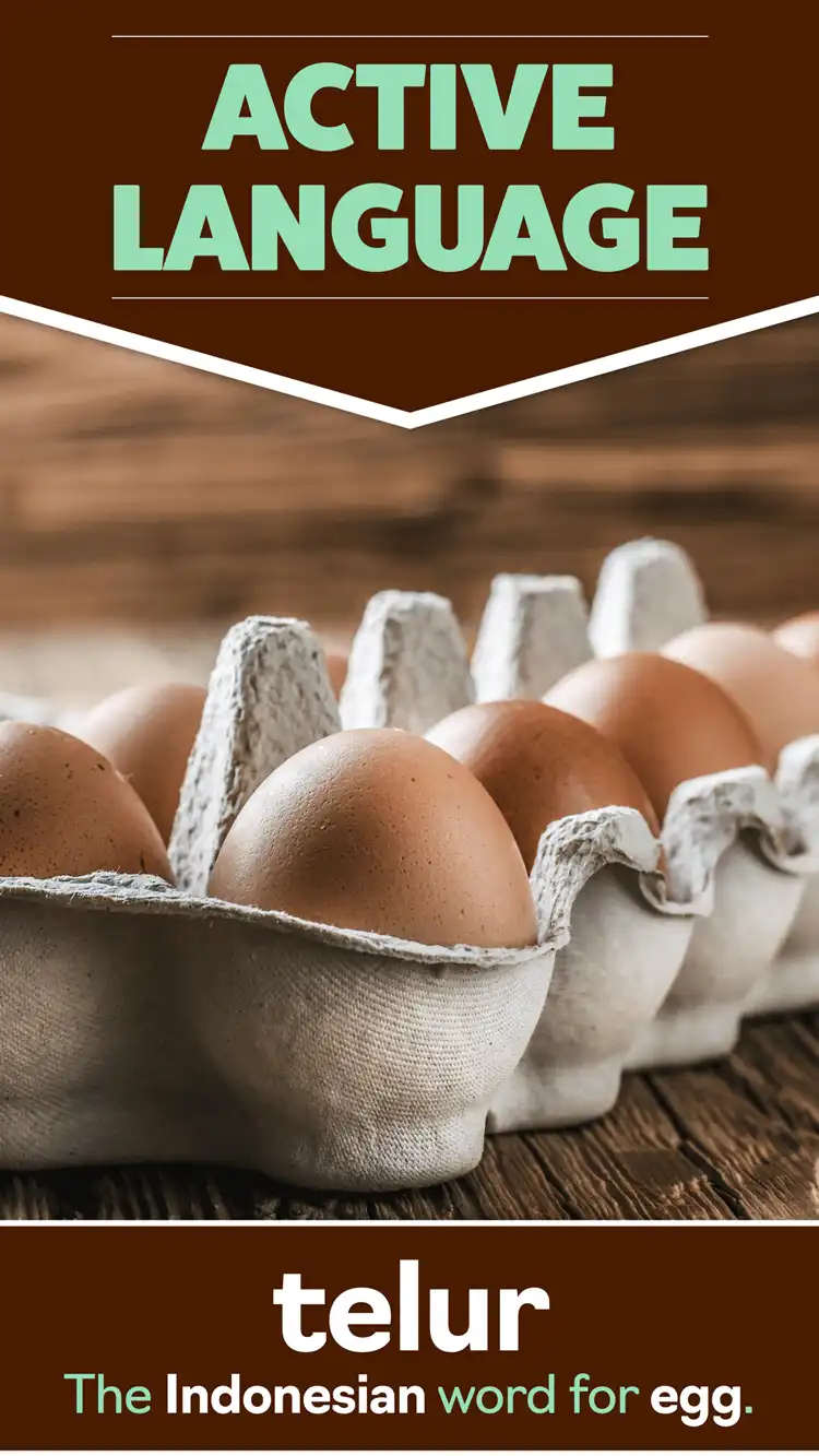 Language Learning  Egg