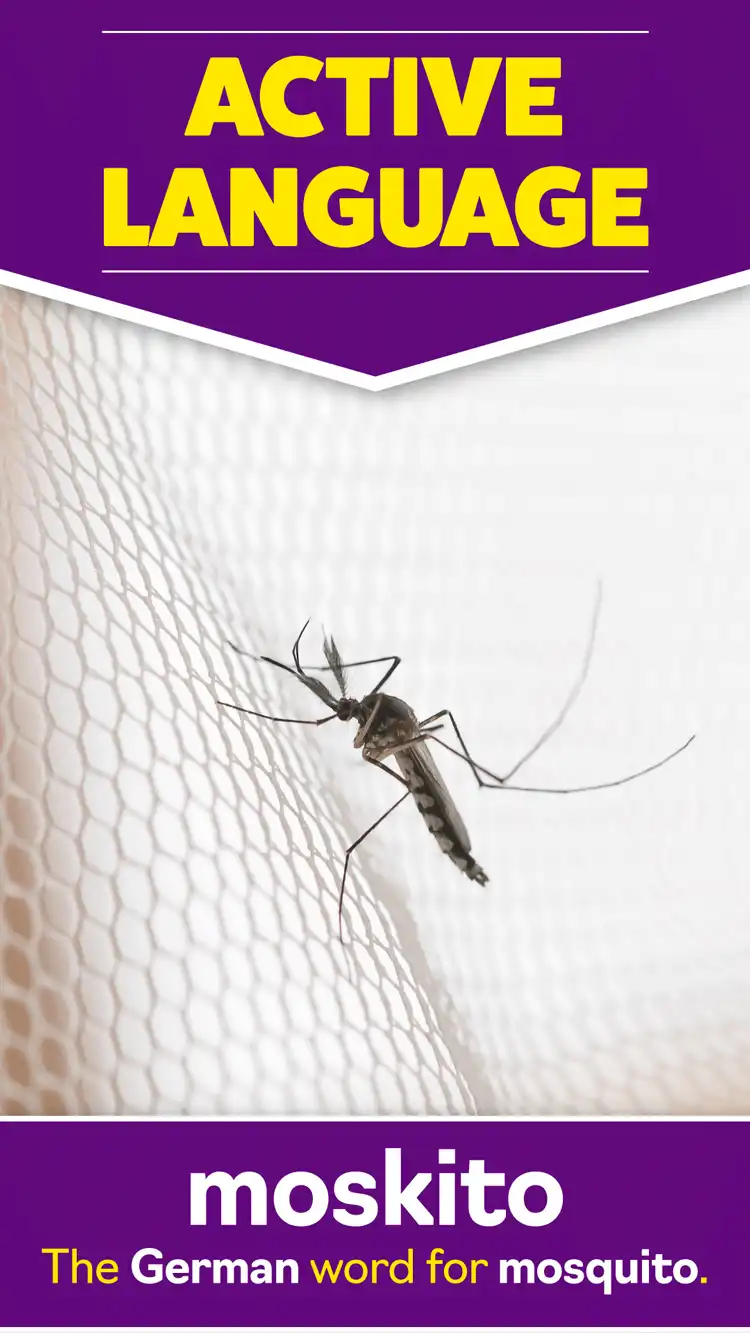 Language Learning  Mosquito