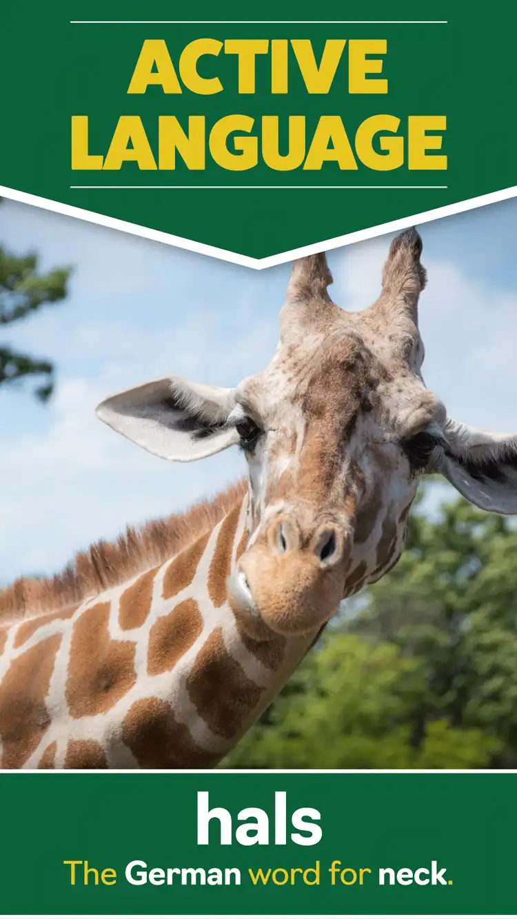 Language Learning  Neck