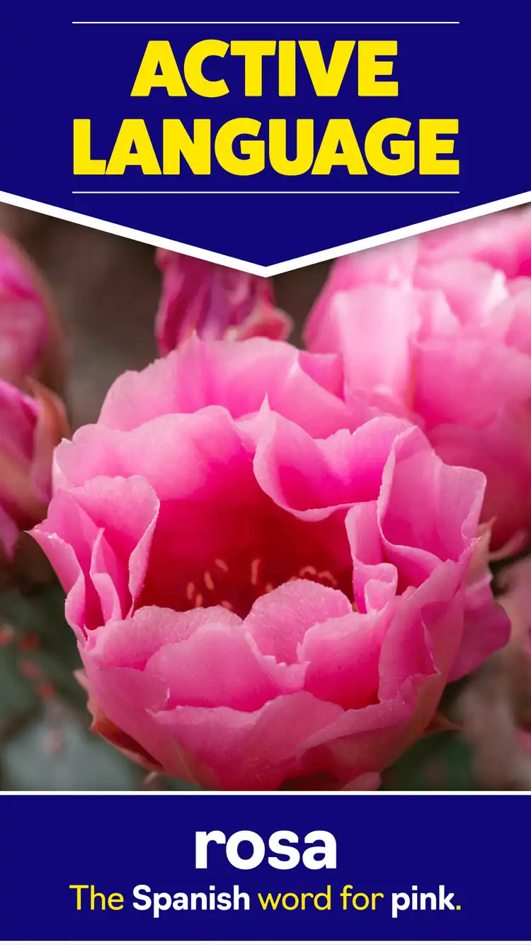 Language Learning  Pink