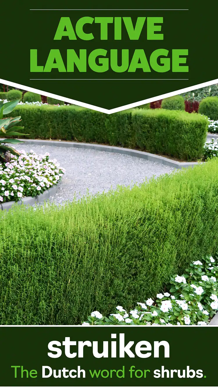 Language Learning  Shrubs