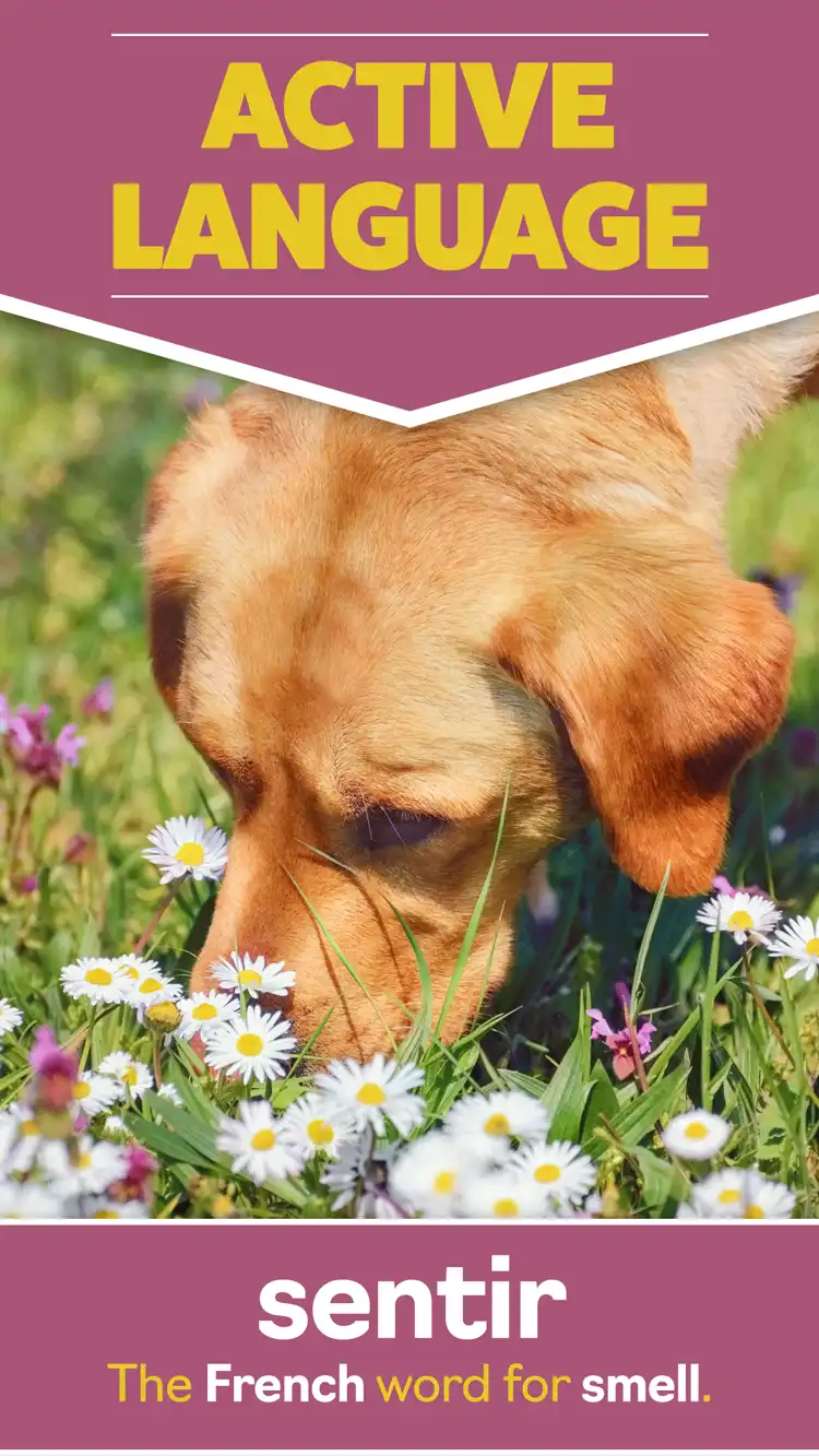 Language Learning  Smell