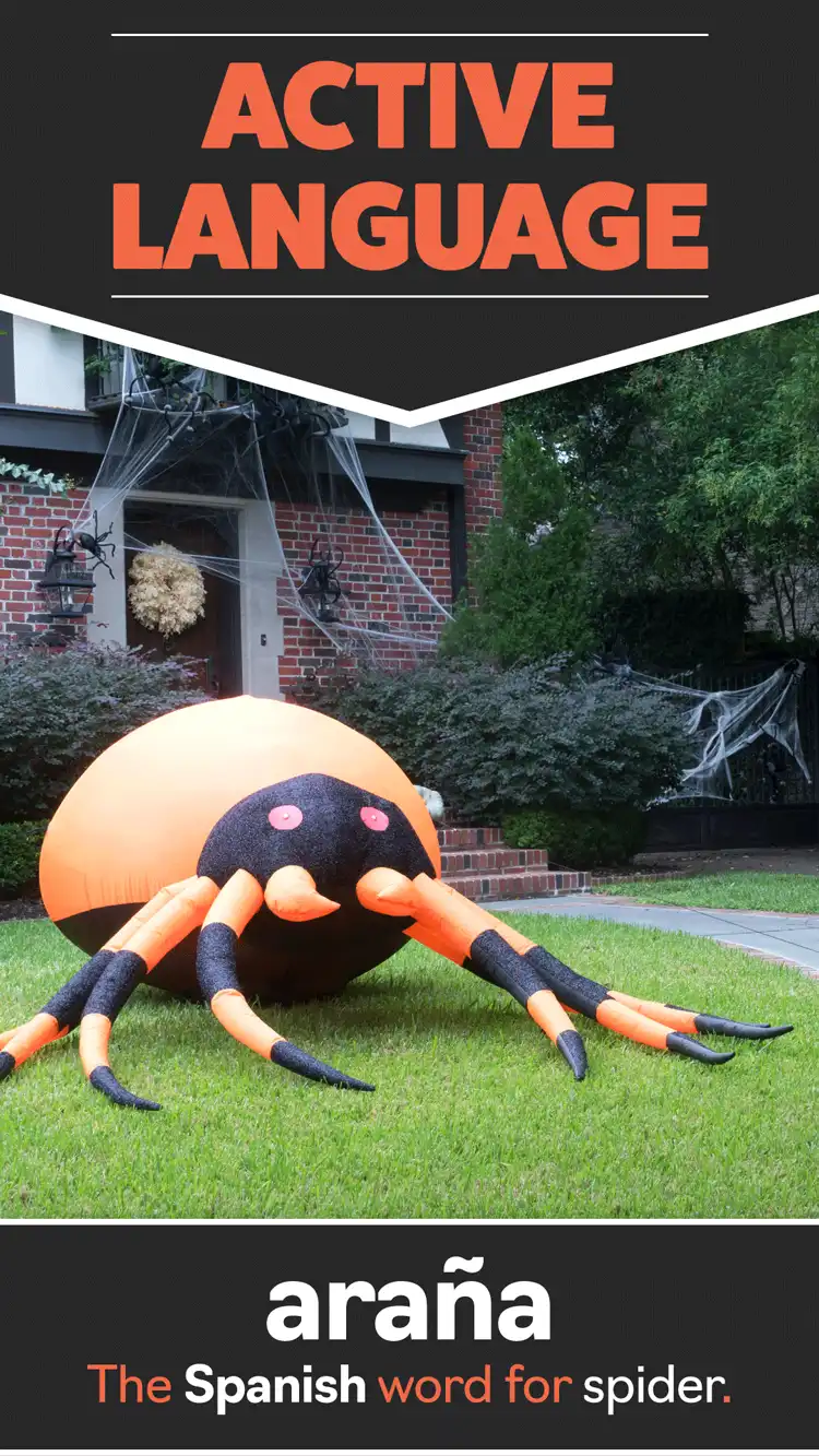 Language Learning  Spider