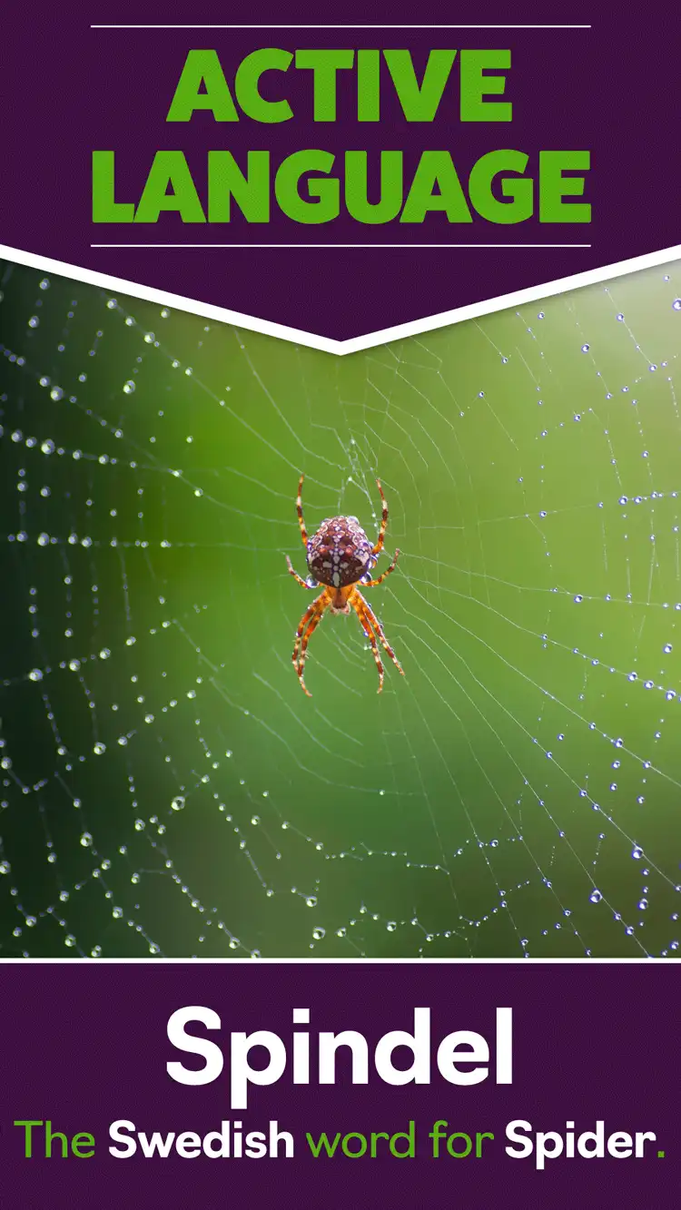 Language Learning  Spider
