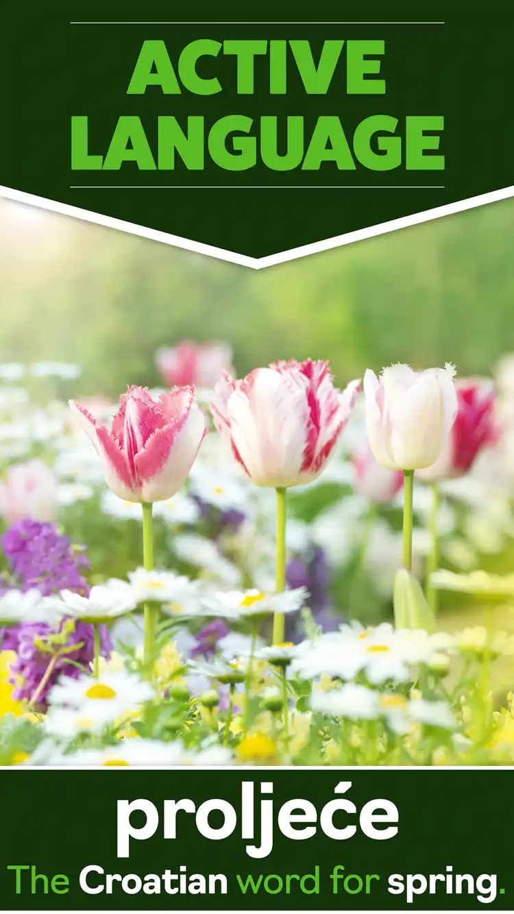 Language Learning  Spring