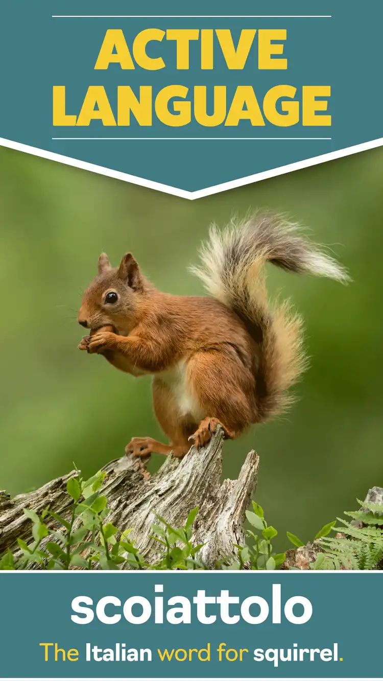 Language Learning  Squirrel