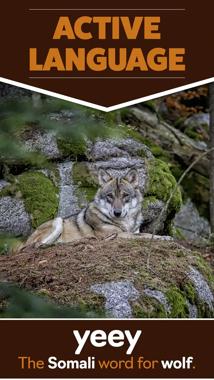 Language Learning  Wolf