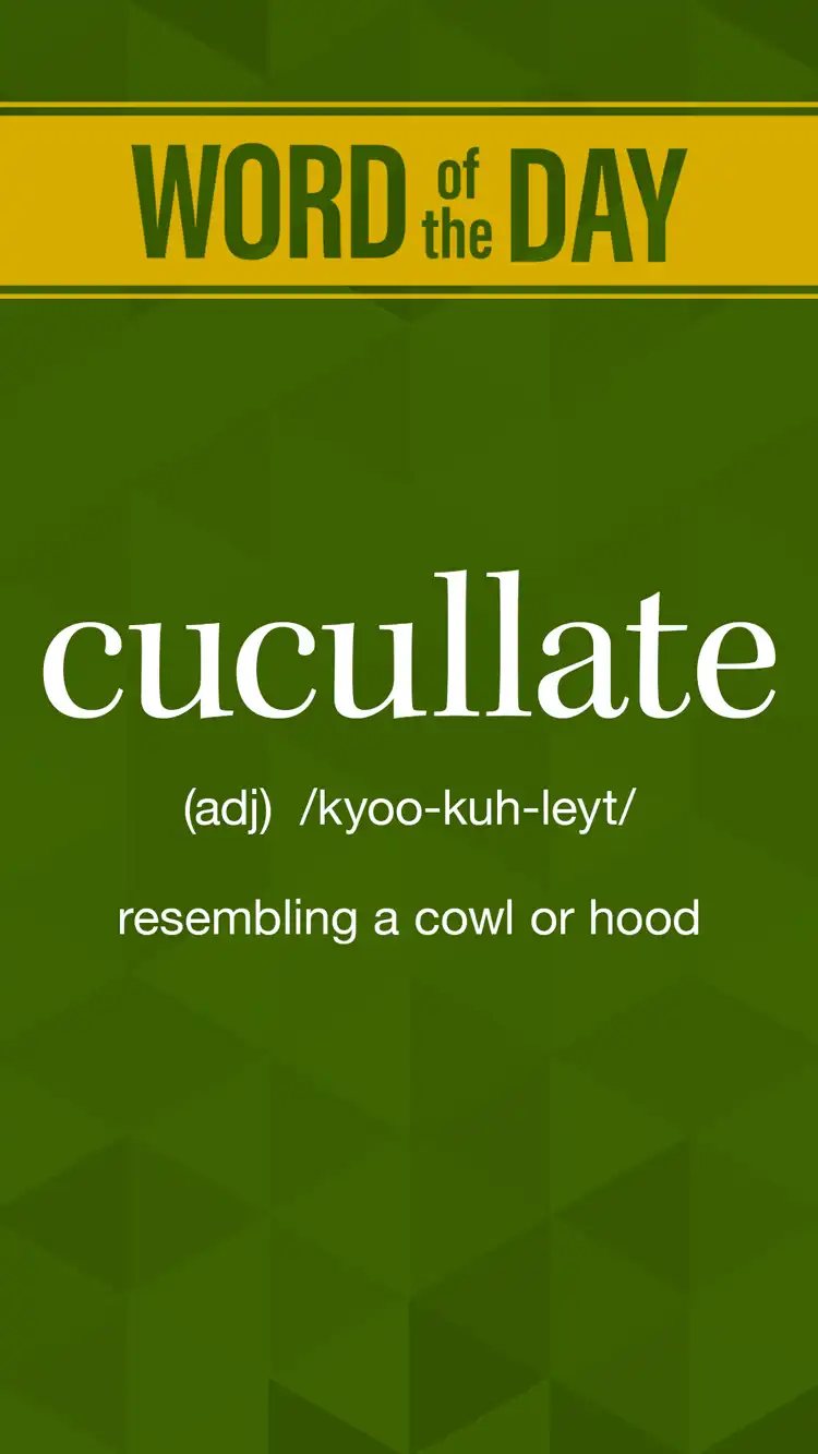 Wot D  Cucullate
