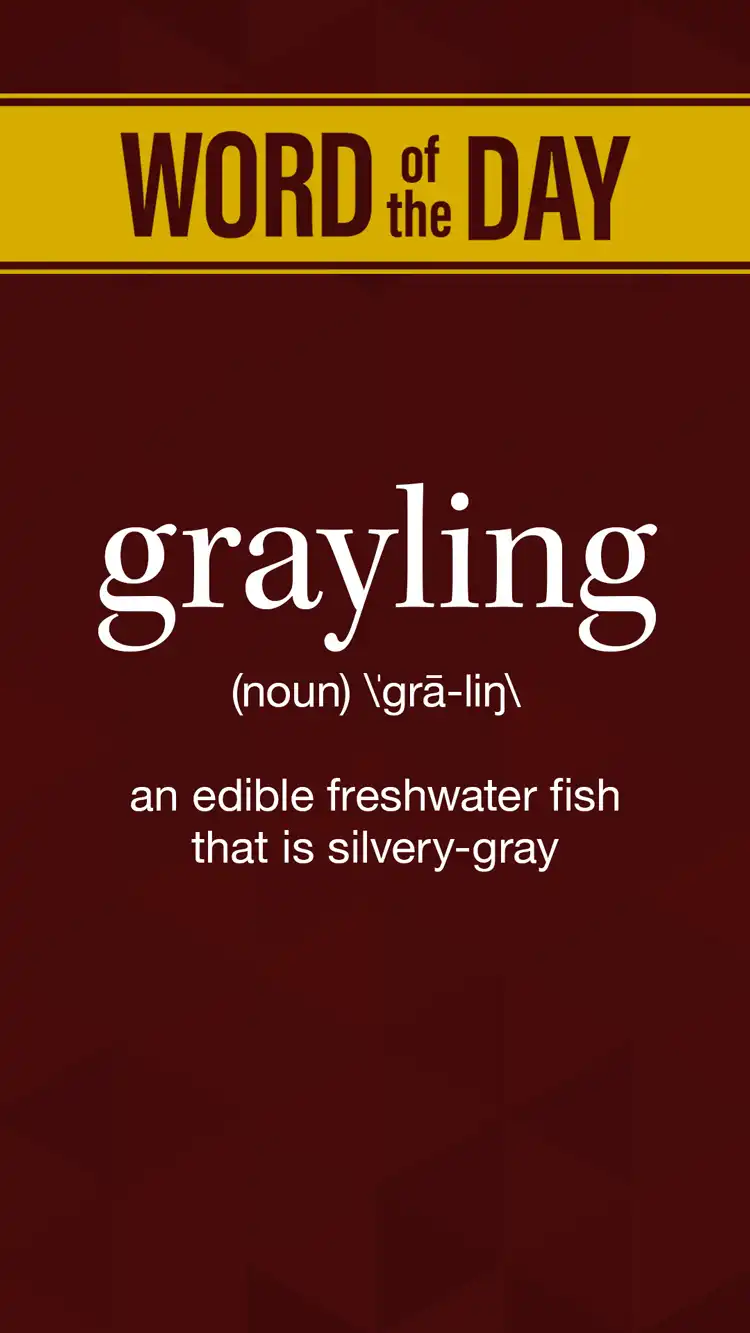 Wot D  Grayling