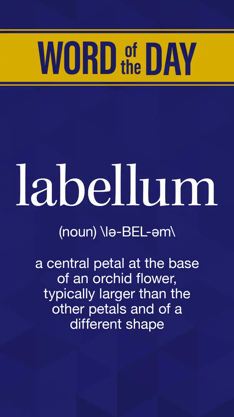 Wot D  Labellum