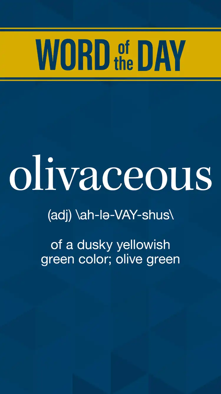 Wot D  Olivaceous